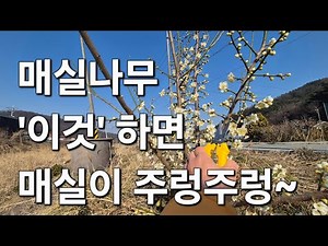 매실나무 '이것' 하면 매실이 주렁주렁 열림. 매실나무 가지치기 방법은 덤~