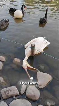 This Pelican Tries to Eat Everything! 😳🦩 | Shocking Animal Moments #Pelican #AnimalFacts