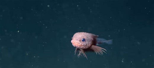 The Pink Bumpy Snailfish Is the Sea's Cutest Newly Discovered Animal
