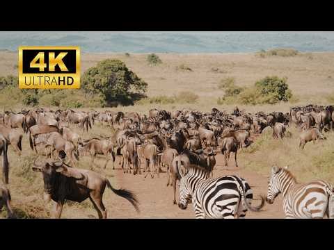 Wild Instincts | Nature Documentary 4K
