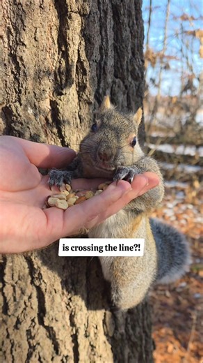Squirrel Feeding: Right or Wrong?