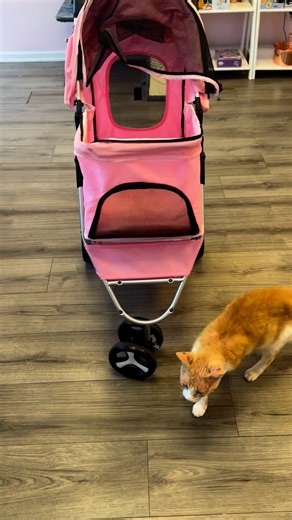 1.1K views · 243 reactions | Archie tried out the stroller today for a nice walk around the block! He did so well and loved it and he even got a pup cup from Dunkin on the way back to the cafe! We wish there was an easier way to give out cats some fresh air but for now, stroller walks for those we think would do well. Archie did great! Maybe Nala will try it tomorrow !? | The Shabby Tabby Cat Cafe | Facebook