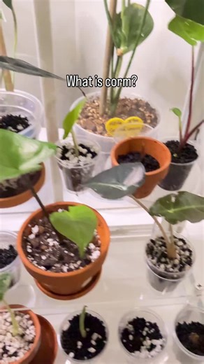 UtahMomDiary on Instagram: "A corm is a short, swollen underground stem that a plant uses to store energy and survive tough seasons (like winter or drought). It’s basically the plant’s “battery” Corm = Life Lesson - You don’t have to be visible to be growing. Some seasons are for rooting, resting, rebuilding - Not performing. - Hard seasons don’t mean you are failing. A corm expects cold/dark seasons. That’s literally part of the design. - your “stored energy” is your future. Healing, learning, 