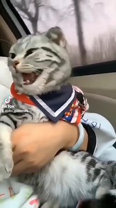 313K views · 36K reactions | Cuando escucho mi turbo por primera vez  https://sites.google.com/view/jdmguatemala/inicio. Link de nuestro catálogo de productos | Jdm Guatemala | Facebook