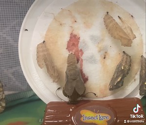 We always stop to watch when a Painted Lady starts coming out of their chrysalis. Have you captured the moment of emergence before? 🦋 | Insect Lore