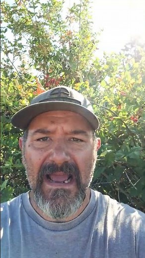 Poison Oak Identification and Contact #ranchlife #farmlife #poisonous #homesteading