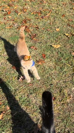 Jack Spicer on Instagram: "Meowdy purrtners. Tree observation complete. Time to get Spicer 🧐 If you’re a fan of Jack Spicer’s kitty cat cowboy content please consider subscribing or joining his Patreon linked in bio 😊 everything helps ❤️ #cat #cats #catlover #catsofinstagram #catlovers #cats_of_instagram #kittycat #tuxedocat #kitty #catlife"