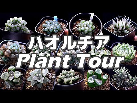 [Succulents] Like jewels! Haworthia Plant Tour: 31 varieties recommended for beginners! [Plant Tour]