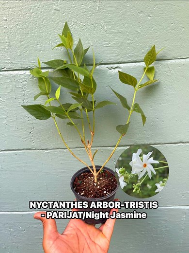 Nyctanthes Arbor-tristis Live Plant – Parijat Tree | Night Flowering Jasmine - Etsy