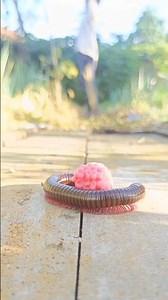 Do millipedes like to eat eggplant?