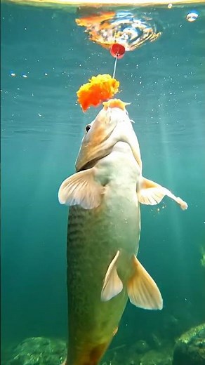 🎣 CRAZY Fish Bait Secret REVEALED! 🤯 You Won't Believe This! 😱