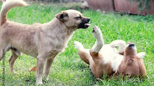 A angry dog snarling at another one. Two dogs fighting. Concept for dog training, anger, muzzle, dangerous, scary, aggressive.