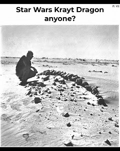 4.1K views · 165 reactions | Tall spines aren’t just for Spinosaurus...