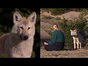 IN THE LAND OF THE WOLF with Gisèle Benoit, Episode 2 – The Two Packs