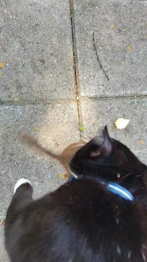 Cute Cat vs Chipmunk: Hilarious Lunchtime Battle