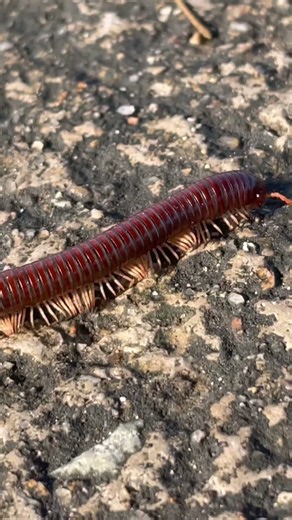 Wow look at this amazing insect has thousands of legs #sciencedaily #sciencevisuals