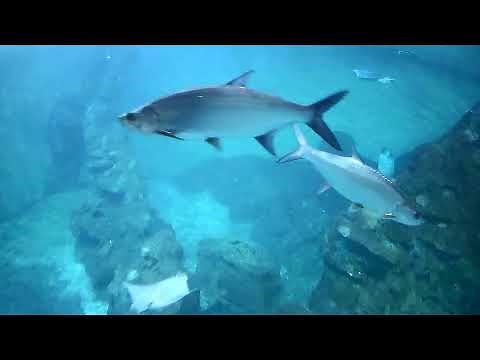 LIVE Mavis Sea Turtle Webcam