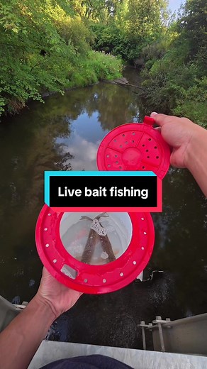 Fishing for River Monsters Using Sucker Fish Techniques