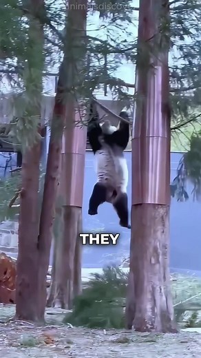 Understanding the Costs of Panda Conservation Efforts