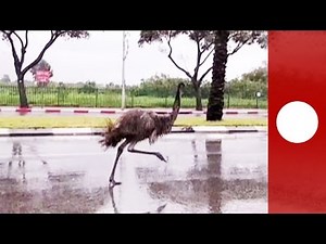 Real-life road runner: Escaped emu races cars on busy highway, Israel