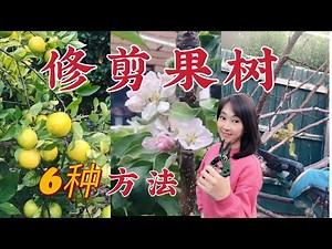 【种植42】修剪果树的6种方法 和基本常识技巧 | 什么时候修剪？哪些剪除，哪些保留？怎样剪果实又大又甜？How to prune fruit trees, when to prune?