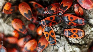 Macro video of the process of collective reproduction of Pyrrhocoris apterus beetles. Very close-up view from above.