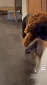 28K views · 1.4K reactions | Epic fail! Not as seen on Tv. Post your Pass of fails pet Fashion moments!!! Would love to see!! | Running Springs QH & Cattle Co | Facebook