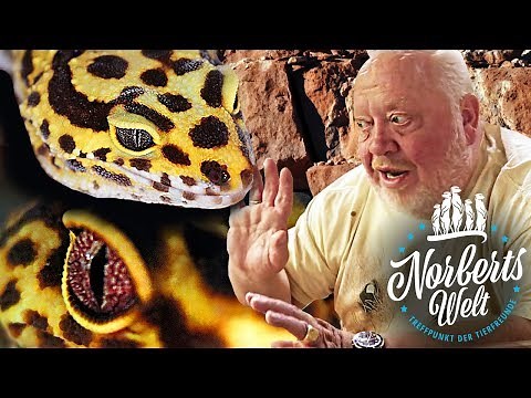 TAIL RIPS OFF! | The LEOPARD GECKO or Leopard Gecko? | Norbert's World | Zoo Zajac