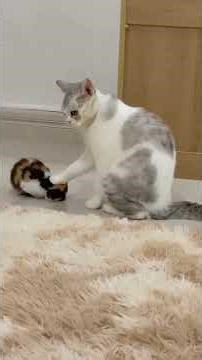 Cats: Nature's Perfect Imperfections. A Compilation. #animals #cat #cute #pets
