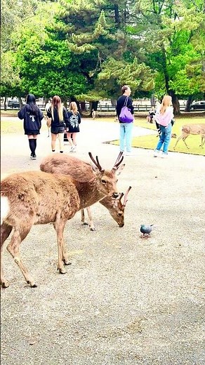 奈良旅行で絶対見たい鹿スポット #奈良公園 #鹿