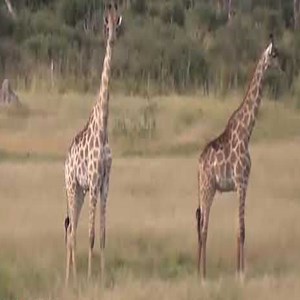 61K views · 692 reactions | When a lion attacks a giraffe, what happens? #Animal | Lovely | Facebook