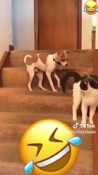 Wait for it😂😂😂#talking #funnyvideo #fyp #viralvideo #animal #dog #talkingdog #voiceover #funnytiktok #cat #talkingcat