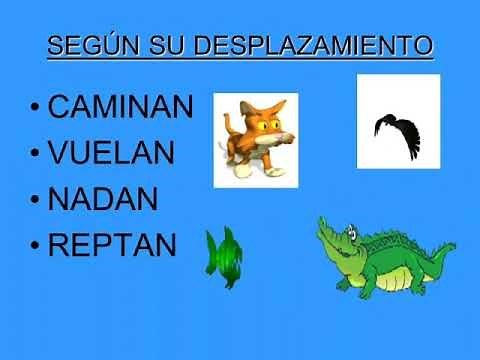 EL DESPLAZAMIENTO DE LOS ANIMALES