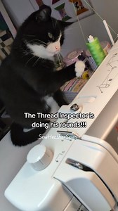 12K views · 222 reactions | Quick ... make sure your thread passes the paw test!!! 藍 Seb the cat normally takes no notice of my machine but he has been pacing waiting for his lunch so I think he was helping me finish sewing 藍 淋瑱淋瑱淋瑱 #SewHeatherSews #jellyroll #jellyrollrug #sewtok #catsoftiktok | Sew Heather Sews | Facebook