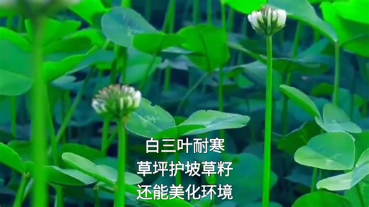 白三叶特别耐寒 不仅能美化环境 还能护坡固土 肥沃土壤 还是优良牧草