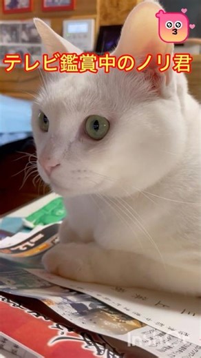 猫にゃんねる 2026-14テレビ鑑賞中ノリ君。 #cat #cute #cutecat #ねこ #ねこ動画 #白猫 #catlife #catlovers