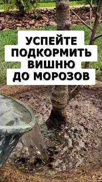 Have time to feed the cherry trees before the frost! #vegetablegarden #garden #dacha #tipsfordach...