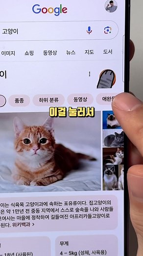 구글에서 고양이 검색 시 뜨는 이스터에그 소개