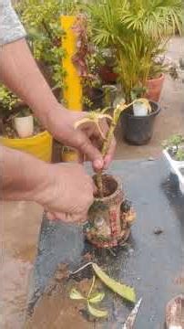 Propagation Schefflera/ Umbrella plant from Cutting