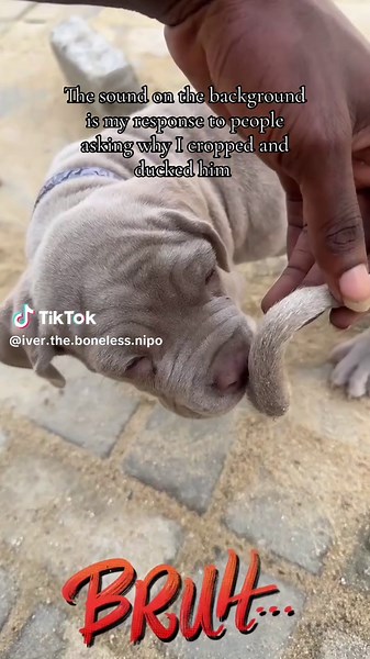 Transforming Neapolitan Mastiff in No Time