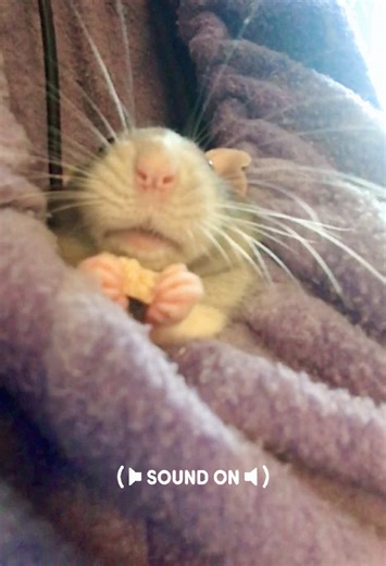 ASMR Crunch Sounds from My Pet Rats