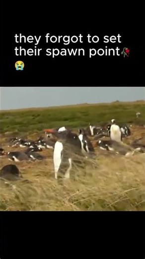 bro forgot to set his spawn point🥀 #fypシ