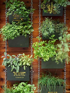 Add Vertical Gardening to Your Yard for Space-Saving Color