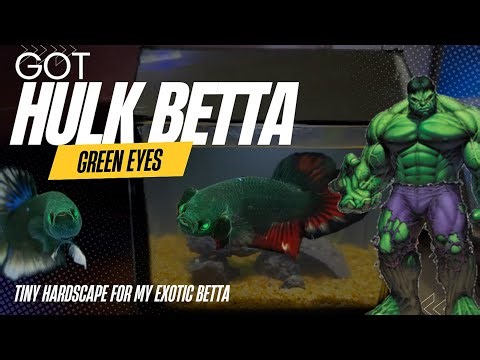 Rarest Betta Fish Unboxing 😱 | Mini Hardscape Aquarium Setup - Imran’s World