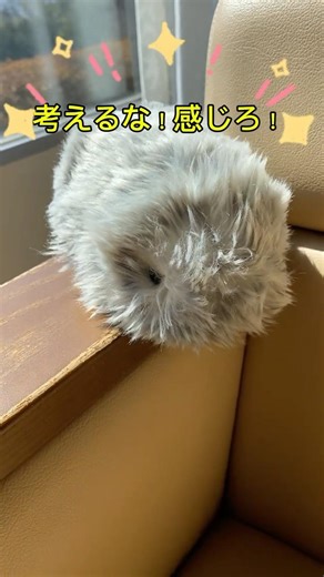 モフリン|超絶一回転⁉︎衝撃の着地✨