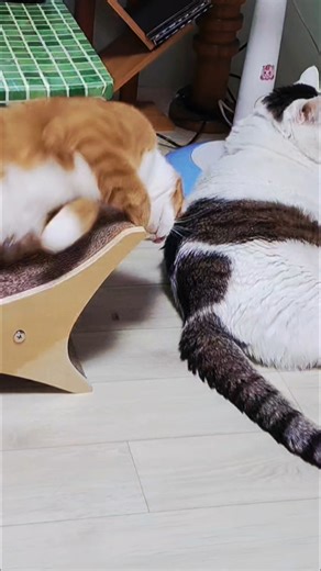 Don't Stop Till You Get Enough! #cat