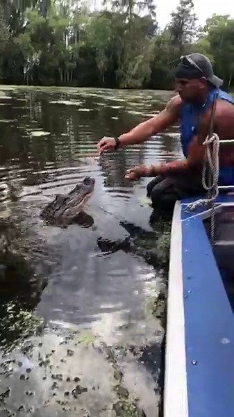 Swamp Tour Guide Fearlessly Feeds Wild Alligator