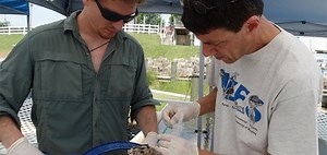 Killing Them Softly: How a Virus Infected the Peeler Crab, and How One Researcher Found a Way to Hold it at Bay