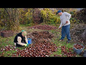 We Harvest Chestnuts in the Village and Make the Most Delicious Traditional Pilaf