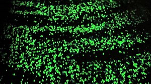 Opened in 2014, Eindhoven's "Starry Night" bike path combines solar-powered, glow-in-the-dark stones with LED lighting. In the former home of both Vincent van Gogh and Philips Electronics, it creates a visual spectacle that recalls the region’s pioneering past and bright future. | Dutch Cycling Embassy